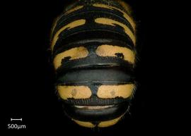   Anthidium illustre nbsp;male abdomen, photo: Jeni Sidwell 
